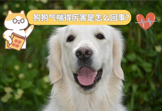 狗狗气喘得厉害是怎么回事?