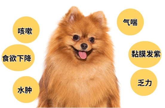 狗狗心脏肥大的症状和治疗方法