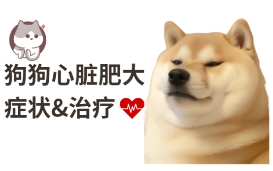 狗狗心脏肥大的症状
