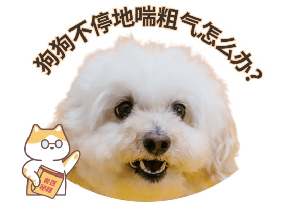 狗狗不停地喘粗气怎么办?