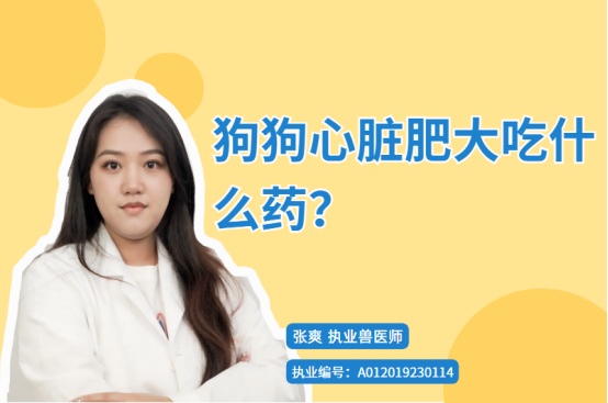 狗狗心脏肥大吃什么药?