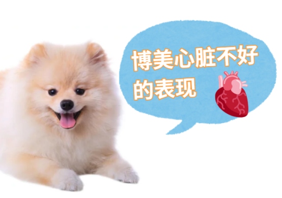 博美犬心脏不好的表现