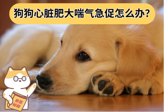 狗狗心脏肥大喘气急促怎么办?