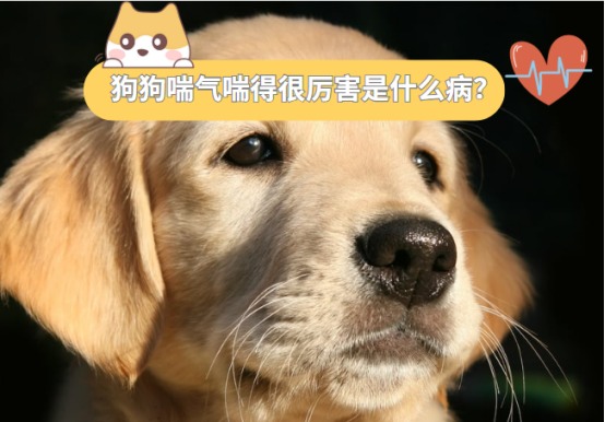 狗狗喘气喘得很厉害是什么病?