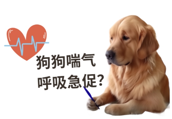 狗狗喘气很急促是什么原因?