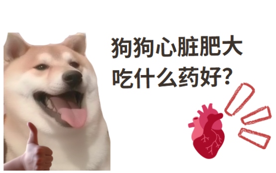 狗狗心脏不好吃什么药
