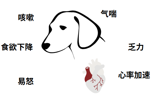 狗狗心脏不好怎么治疗?