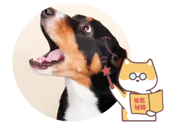 狗狗呼吸急促是怎么回事?