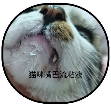 猫咪嘴巴流出粘液?专家教你快速判断病因