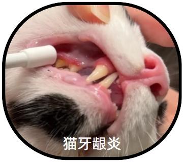 猫咪嘴巴流出粘液?专家教你快速判断病因