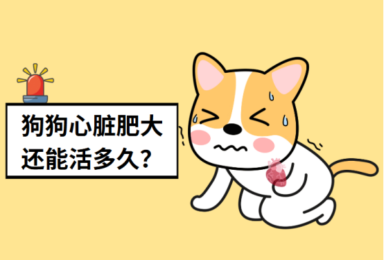 狗狗心脏肥大能活多久?