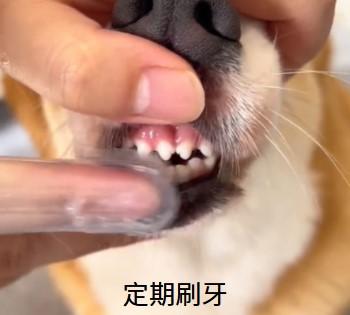 狗狗嘴里有臭味?这些原因你得知道!