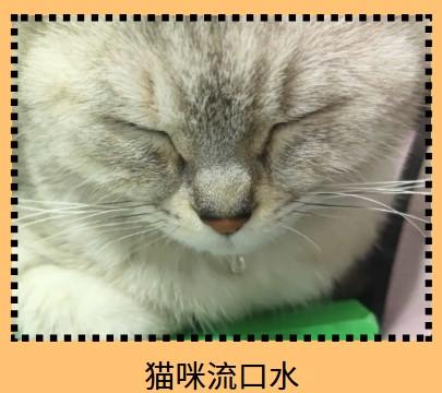 猫咪流口水?这些情况要警惕!
