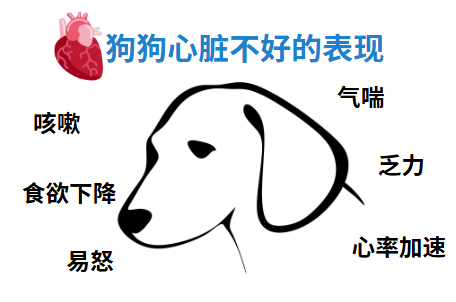 狗狗心脏不好的表现有哪些?