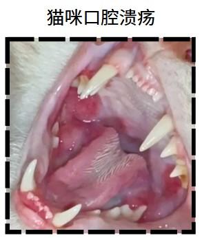 猫咪烂嘴怎么办?这些超实用方法帮你解决!
