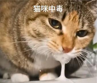 猫咪流口水不止,警惕这些隐藏疾病!