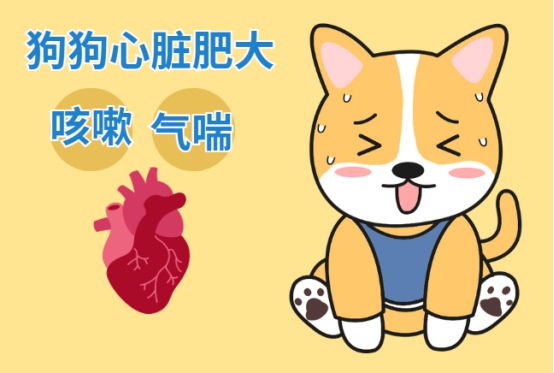 狗狗心脏肥大压迫气管咳嗽气喘怎么办?