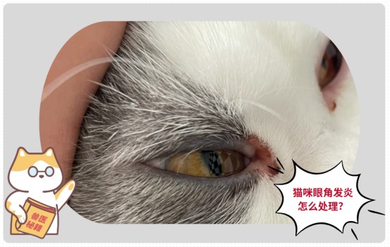 猫咪眼角发炎怎么处理?