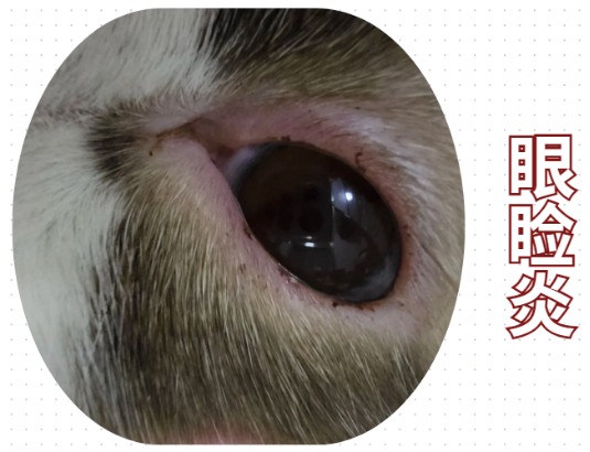 猫咪眼角发炎怎么办?