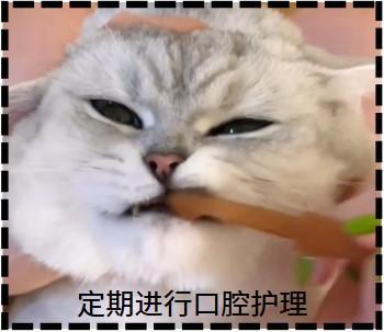猫咪口炎:真的有根治的希望吗?