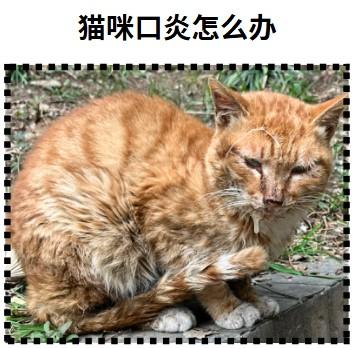 猫咪口炎:真的有根治的希望吗?