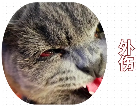 猫咪眼角发炎怎么回事?