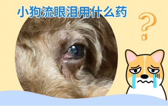 小狗流眼泪用什么药?