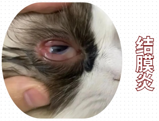 猫咪眼角发炎