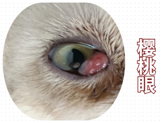 猫咪眼睛发炎怎么处理?