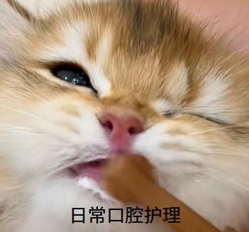 小猫口腔溃疡最快缓解方案,效果立竿见影!