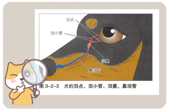 小狗流眼泪怎么回事?