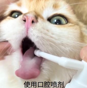 小猫口腔溃疡最快缓解方案,效果立竿见影!