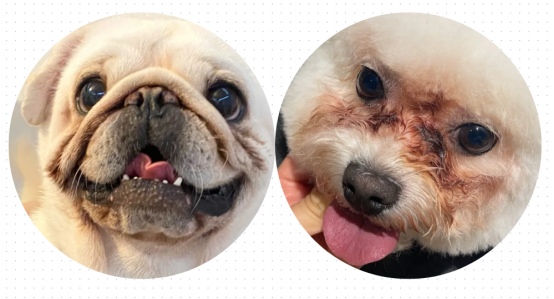 狗狗泪痕怎么去除?