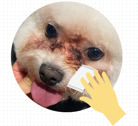 狗狗的泪痕怎么彻底去除?