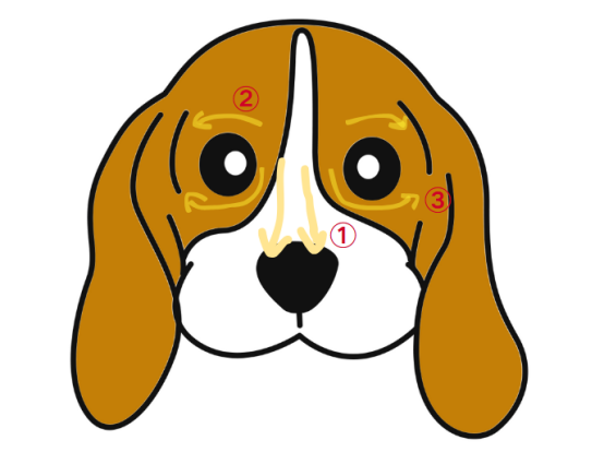 狗狗的泪痕怎么治疗?