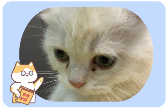 小猫眼睛有眼屎怎么回事?