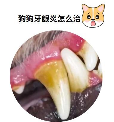 小狗牙龈发炎怎么办?这些方法轻松搞定!