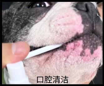 小狗牙龈发炎怎么办?这些方法轻松搞定!