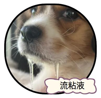 宠物主人必看:小狗嘴巴流粘液透露的秘密
