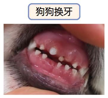 宠物主人必看:小狗嘴巴流粘液透露的秘密