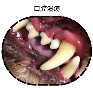 宠物主人必看:小狗嘴巴流粘液透露的秘密