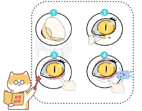 猫咪眼睛发炎用什么药?