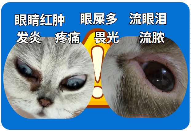 猫咪眼睛发炎用什么眼药水?
