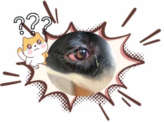 狗狗眼睛红眼屎多是怎么回事?