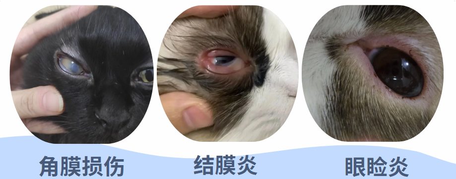 猫咪眼睛发炎睁不开用什么眼药水?