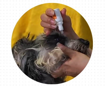 狗狗眼睛红眼屎多用什么眼药水?