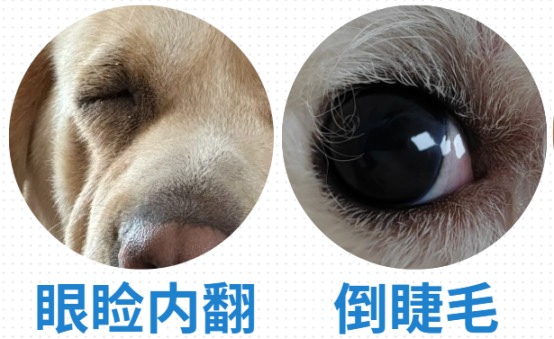 狗狗眼睛红眼屎多怎么办?