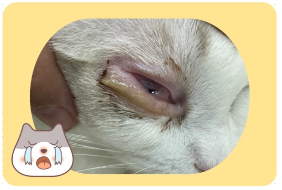 猫的眼睛睁不开有眼屎是什么原因造成?