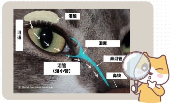 猫的眼睛睁不开有眼屎怎么办?