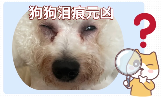 狗狗泪痕是什么原因导致的?